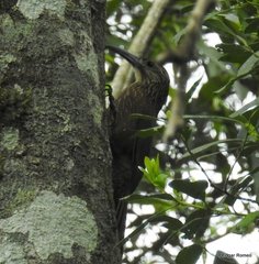 Xiphocolaptes albicollis