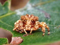 Phrynarachne tuberosa