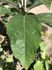 Iochroma arborescens
