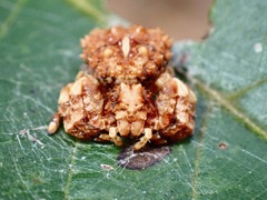 Phrynarachne tuberosa