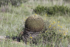 Ferocactus histrix