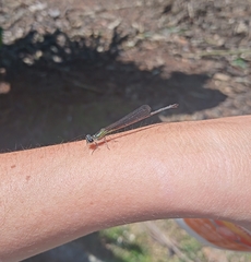 Minagrion