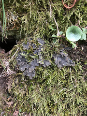 Peltigera elisabethae