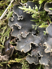 Peltigera elisabethae