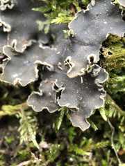 Peltigera elisabethae