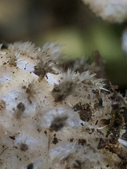 Peltigera elisabethae