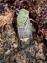 Macrotristria intersecta