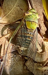 Macrotristria intersecta