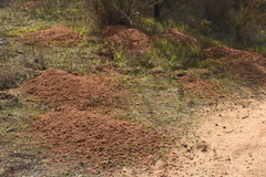Spalacopus cyanus