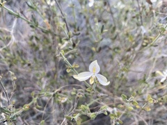 Carlowrightia neesiana