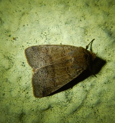 Agrochola nitida