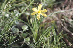 Sisyrinchium cernuum