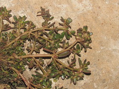 Portulaca oleracea