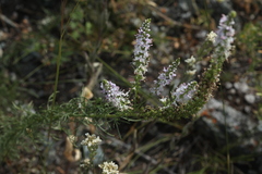 Veronica pinnata