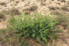 Astragalus vulpinus