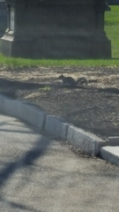 Sciurus carolinensis