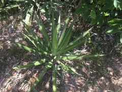 Agave univittata