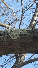 Flavoparmelia caperata