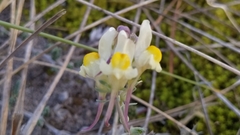 Linaria polygalifolia polygalifolia