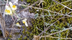 Linaria polygalifolia polygalifolia