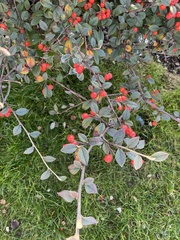 Cotoneaster franchetii