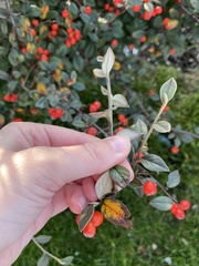 Cotoneaster franchetii