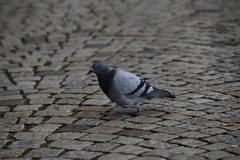 Columba livia domestica