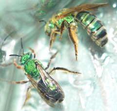 Agapostemon poeyi