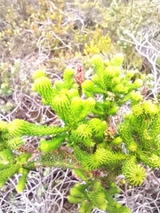 Erica sessiliflora