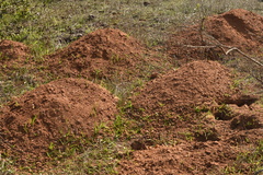 Spalacopus cyanus