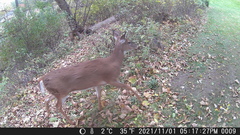 Odocoileus virginianus