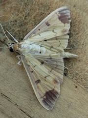 Eulepte