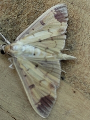 Eulepte