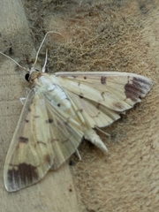 Eulepte