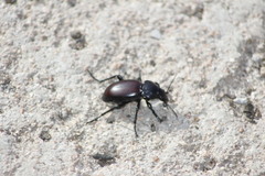Carabus forreri