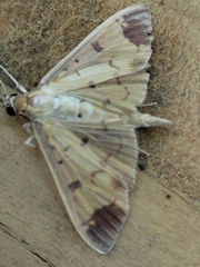 Eulepte