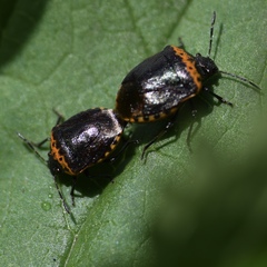 Cosmopepla uhleri