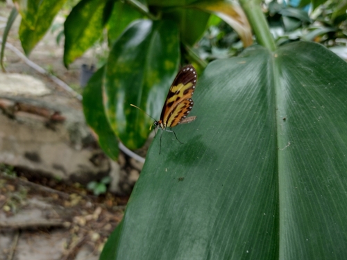 Polymnia Tigerwing photo 3