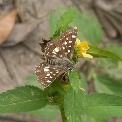 Spialia diomus