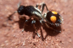 Traumatomutilla gemella