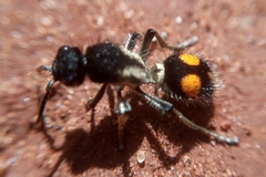 Traumatomutilla gemella