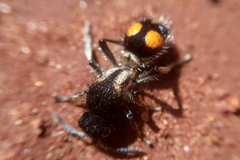 Traumatomutilla gemella