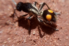 Traumatomutilla gemella