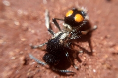 Traumatomutilla gemella