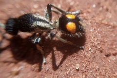 Traumatomutilla gemella