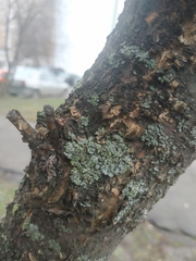 Phaeophyscia orbicularis