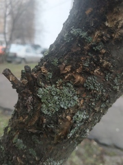 Phaeophyscia orbicularis