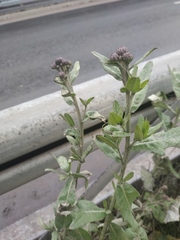 Cirsium arvense