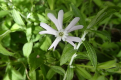 Silene undulata undulata