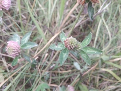 Trifolium pratense